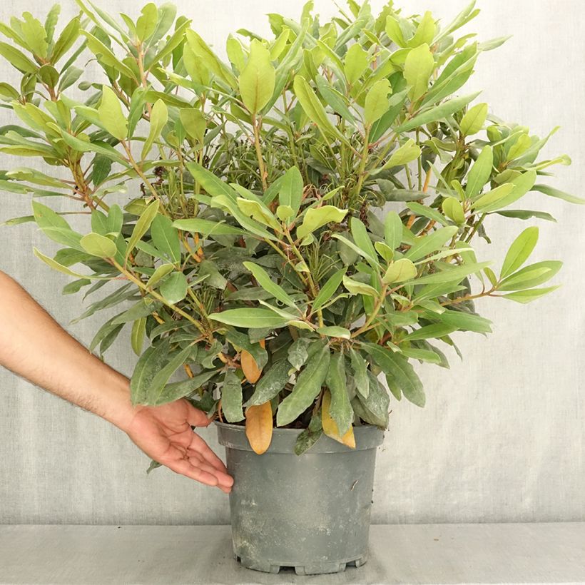 Spécimen de Rhododendron Red Eye Pot de 4L/5L tel que livré en été