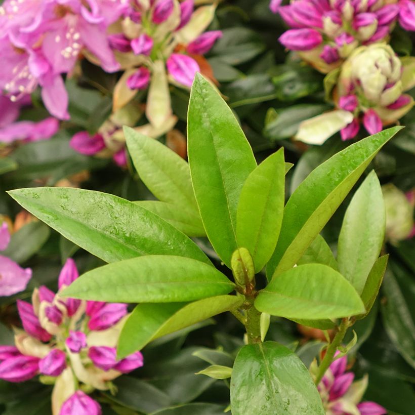 Rhododendron Red Eye (Feuillage)