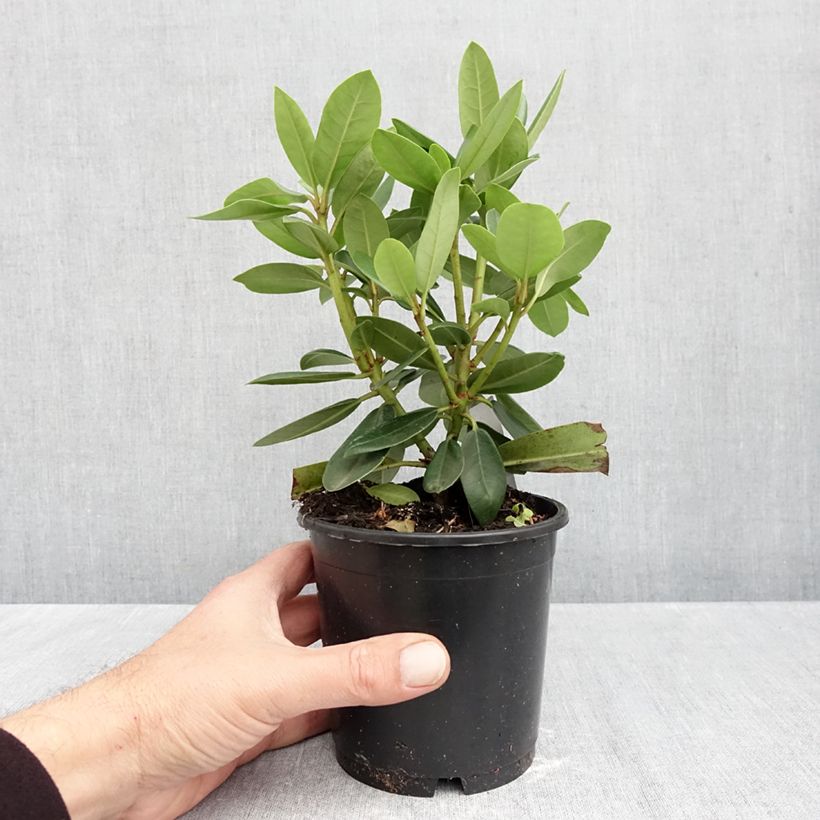 Spécimen de Rhododendron Roseum Elegans - Grand rhododendron Pot de 12 cm / 13 cm tel que livré en automne