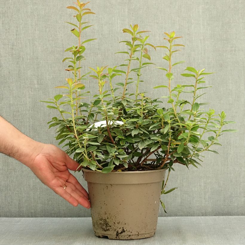 Spécimen de Rhododendron Saint Tudy Pot de 4L/5L tel que livré en été