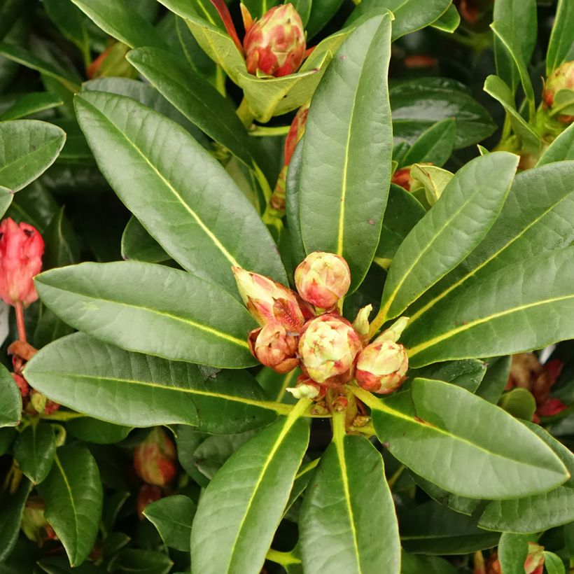 Rhododendron Sainte-Marine (Feuillage)