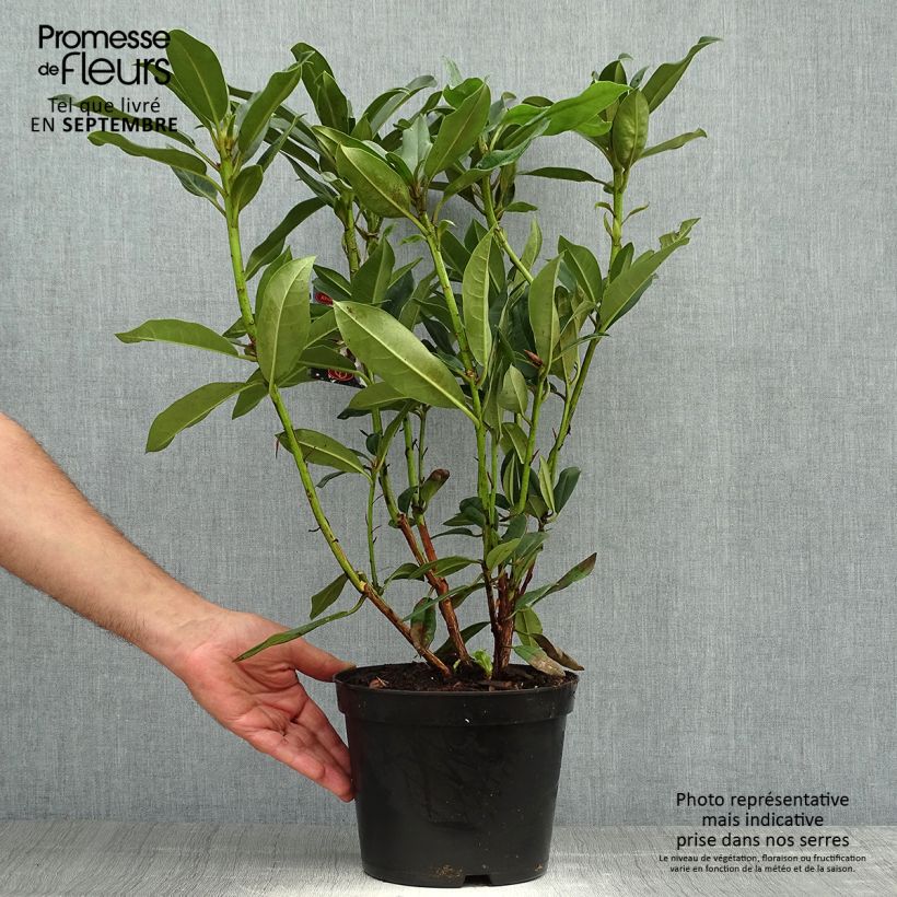 Spécimen de Rhododendron Sappho Pot de 4L/5L tel que livré en automne