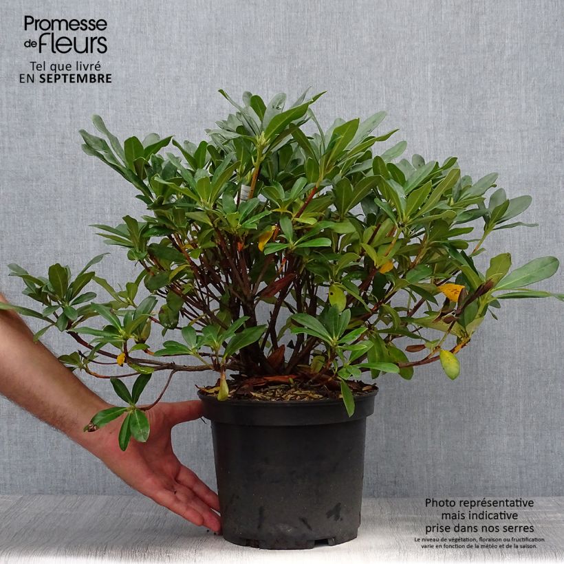 Spécimen de Rhododendron Scyphocalyx Pot de 6L/7L tel que livré en automne