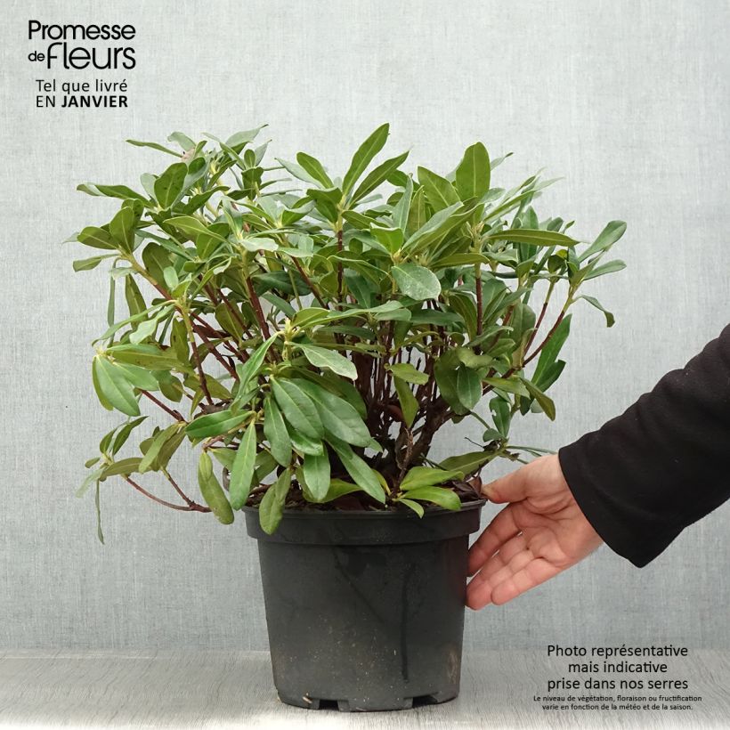 Spécimen de Rhododendron Scyphocalyx Pot de 6L/7L tel que livré en hiver
