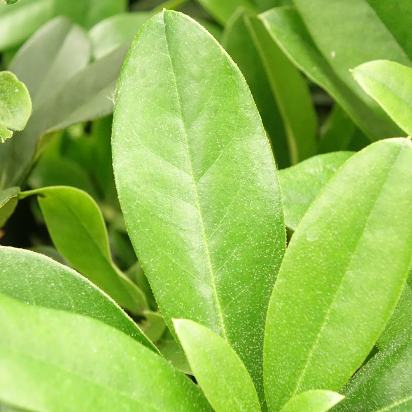 Rhododendron Scyphocalyx (Feuillage)