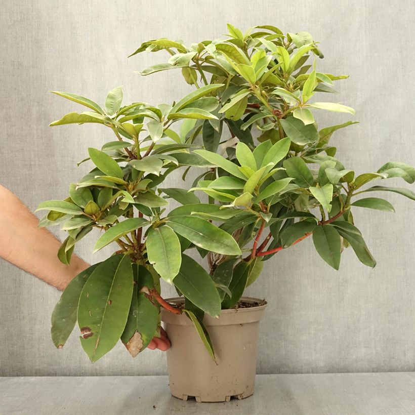 Spécimen de Rhododendron Souvenir de J. Broughton - Grand rhododendron Pot de 4L/5L tel que livré en été