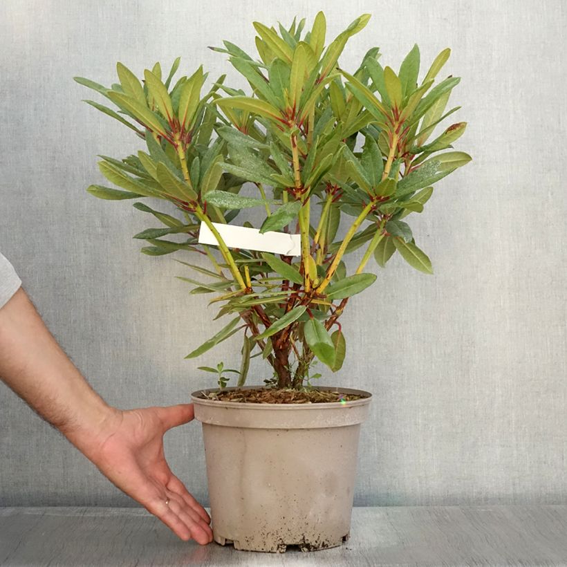Spécimen de Rhododendron Tortoiseshell Orange Pot de 4L/5L tel que livré en automne