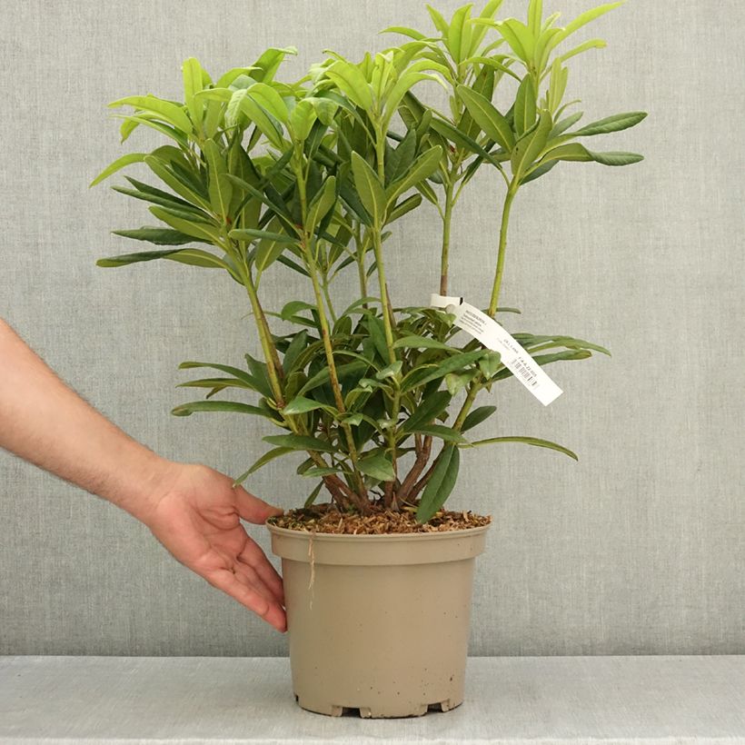 Spécimen de Rhododendron Tortoiseshell Yellow Pot de 4L/5L tel que livré en été