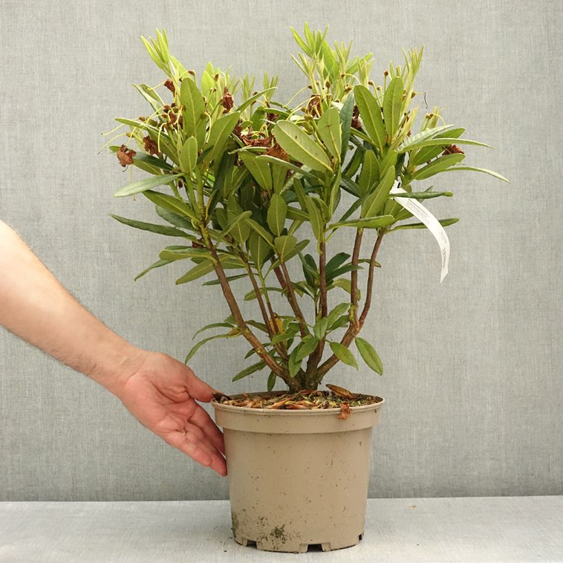 Spécimen de Rhododendron Tortoiseshell Yellow Pot de 4L/5L tel que livré au printemps