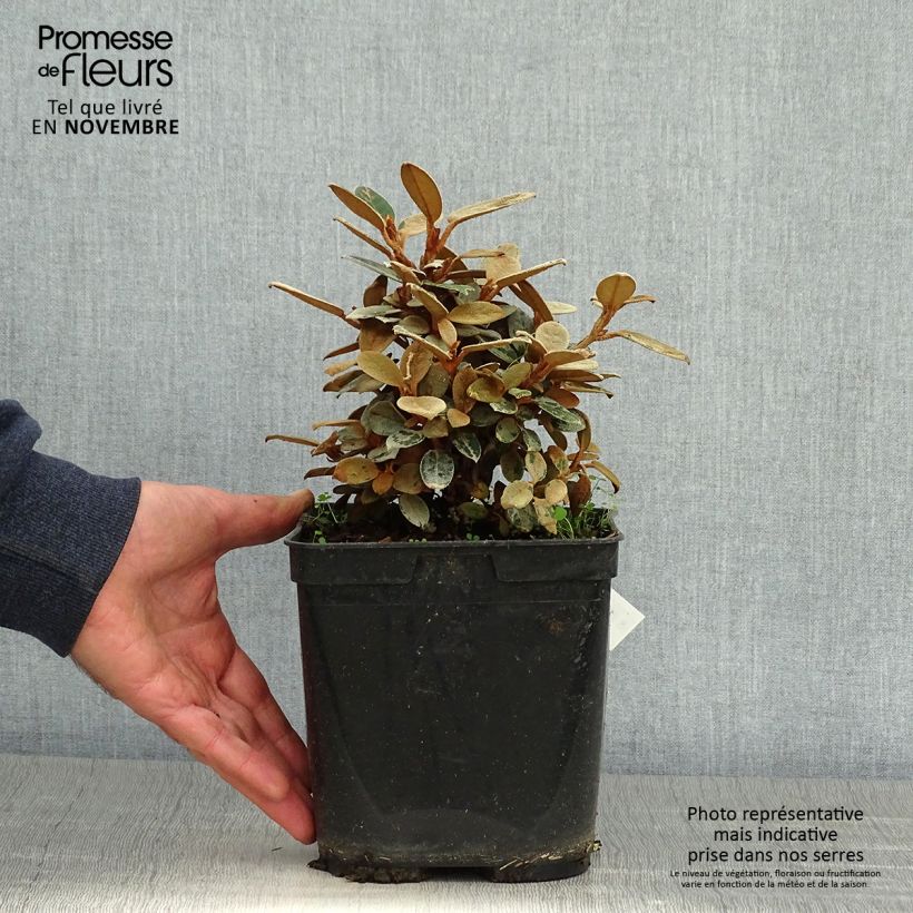 Spécimen de Rhododendron tsariense - rhododendron botanique Pot de 3L/4L tel que livré en automne