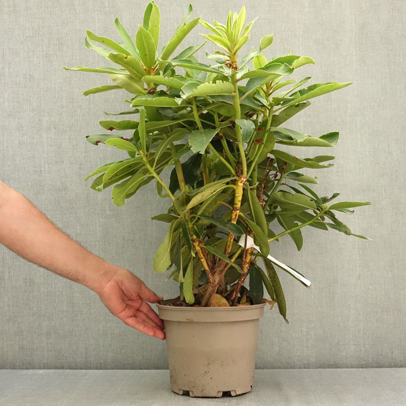Spécimen de Rhododendron Vallée de l'Odet Pot de 4L/5L tel que livré en été