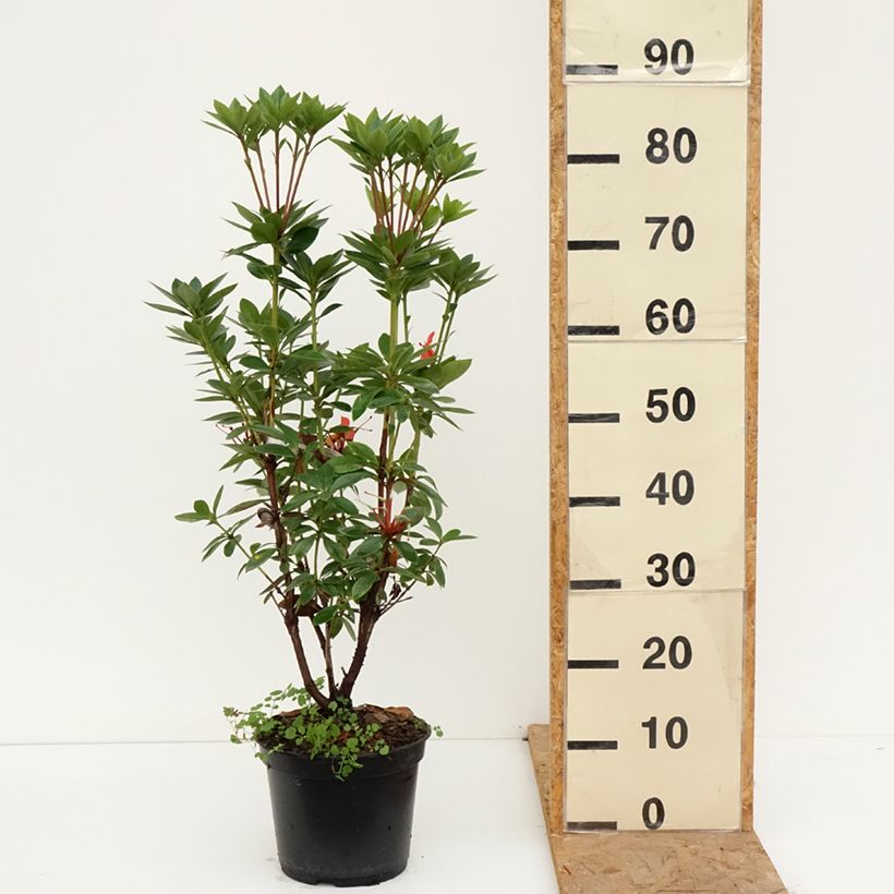 Spécimen de Rhododendron vireya Hendrick's ker Pot de 3L/4L tel que livré en automne