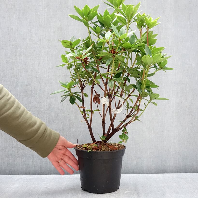 Spécimen de Rhododendron vireya Hendrick's ker Pot de 3L/4L tel que livré en hiver