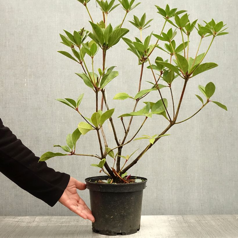 Spécimen de Rhododendron vireya Oogappel Pot de 3L/4L tel que livré en automne