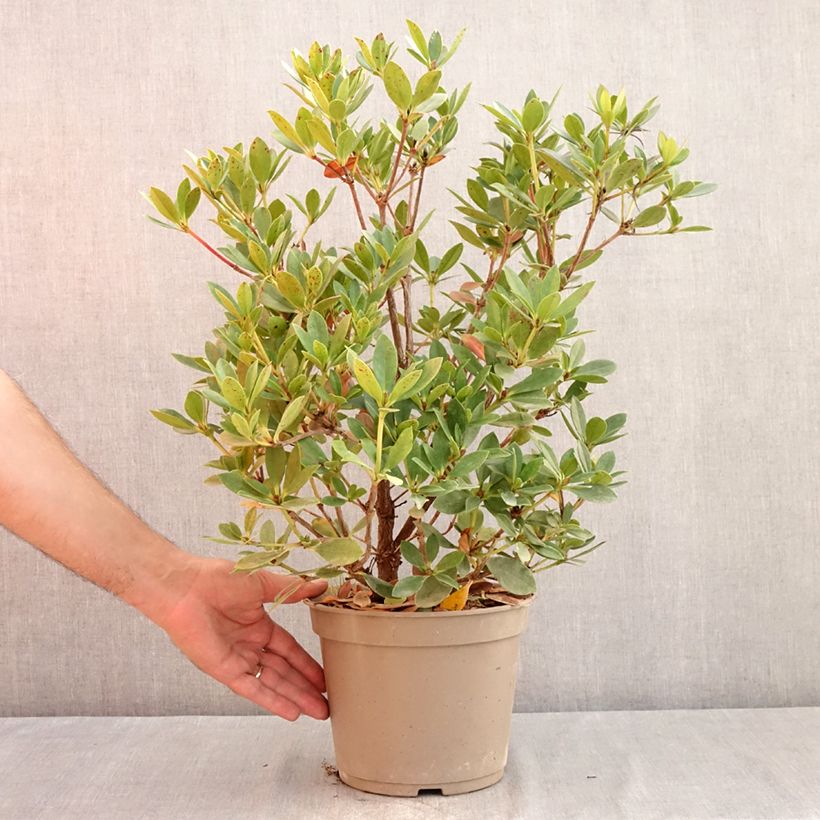 Spécimen de Rhododendron vireya Saxon blush Pot de 3L/4L tel que livré en été