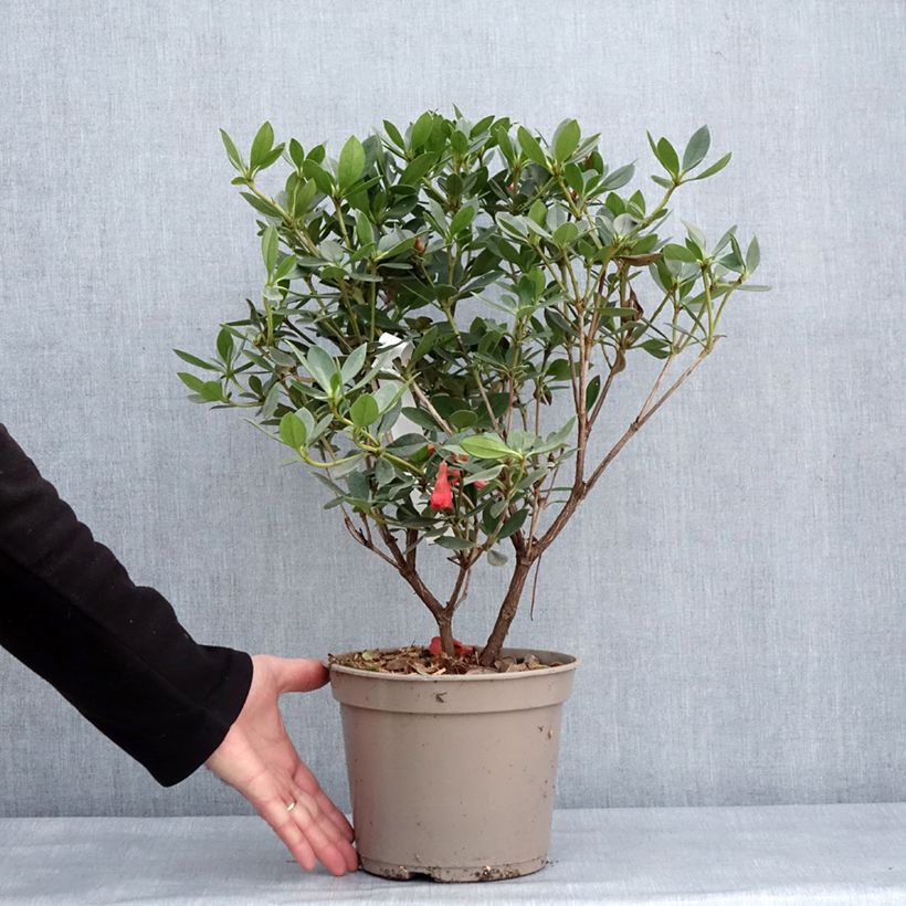 Spécimen de Rhododendron vireya Saxon blush Pot de 3L/4L tel que livré en hiver
