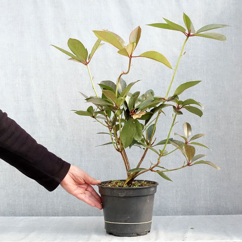 Spécimen de Rhododendron vireya Strawberry Parfait Pot de 3L/4L tel que livré en automne