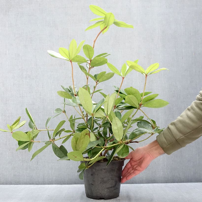 Spécimen de Rhododendron vireya Vladimir Bukovski Pot de 3L/4L tel que livré en hiver
