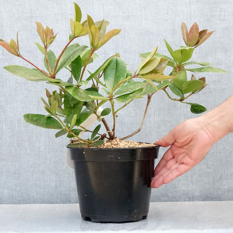 Spécimen de Rhododendron vireya Vladimir Bukovski Pot de 3L/4L tel que livré au printemps