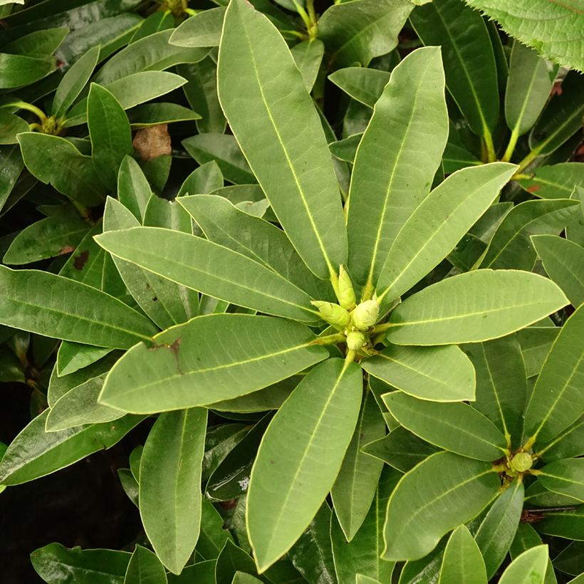 Rhododendron Wilgen's Ruby (Feuillage)
