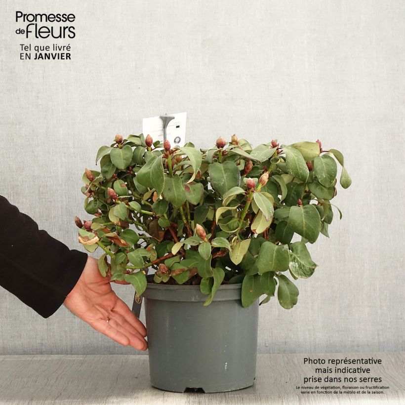 Spécimen de Rhododendron williamsianum Gartendirektor Glocker Pot de 4L/5L tel que livré en hiver