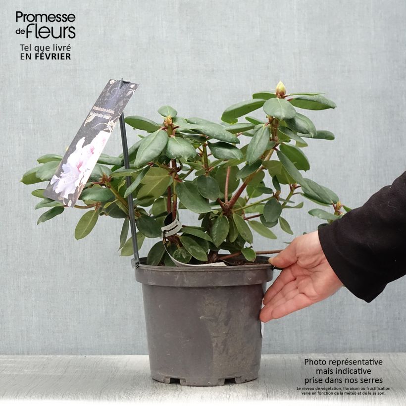 Spécimen de Rhododendron williamsianum Gartendirektor Rieger Pot de 4L/5L tel que livré en hiver