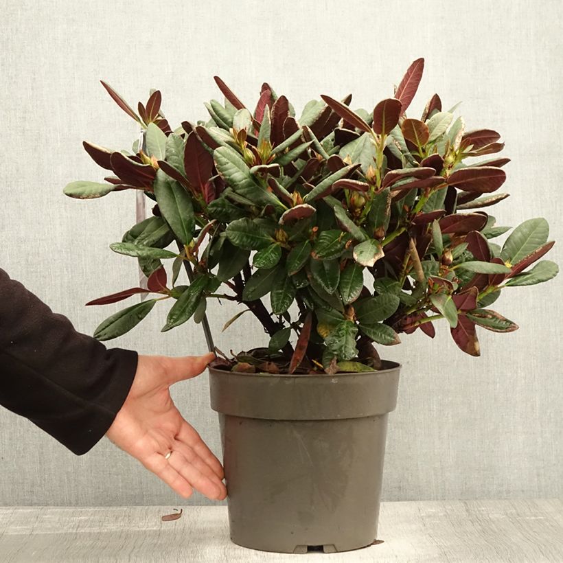 Spécimen de Rhododendron Wine & Roses Pot de 6L/7L tel que livré en automne