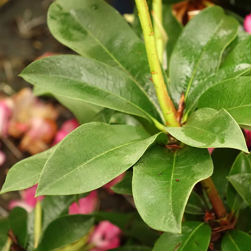 Rhododendron XXL (Feuillage)