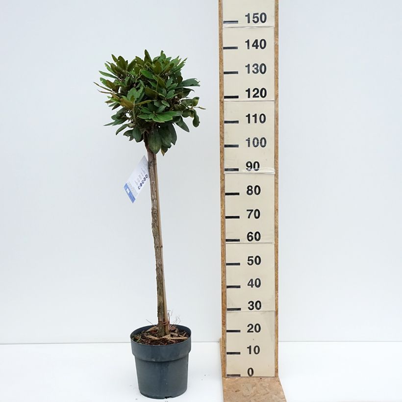 Spécimen de Rhododendron yakushimanum Anuschka - Rhododendron nain Pot de 7,5L/10L, Tige, Tige de 80 cm tel que livré en été