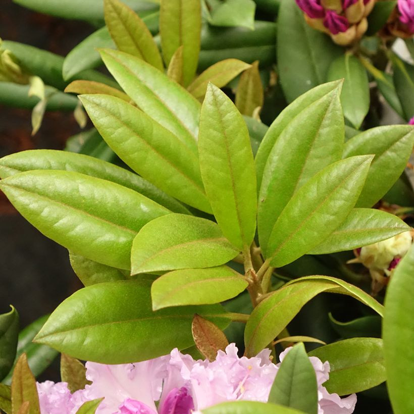 Rhododendron yakushimanum Caroline Allbrook - Rhododendron nain (Feuillage)