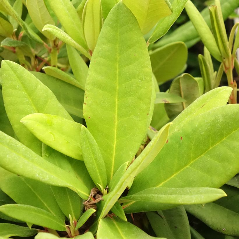 Rhododendron yakushimanum Dopey (Feuillage)