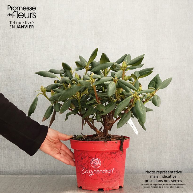 Spécimen de Rhododendron yakushimanum Easydendron Bohlken's Laura Pot de 4L/5L tel que livré en hiver