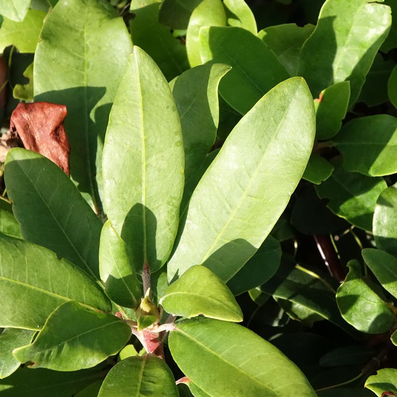 Rhododendron yakushimanum Easydendron INKARHO Bohlken's Roter Stern (Feuillage)
