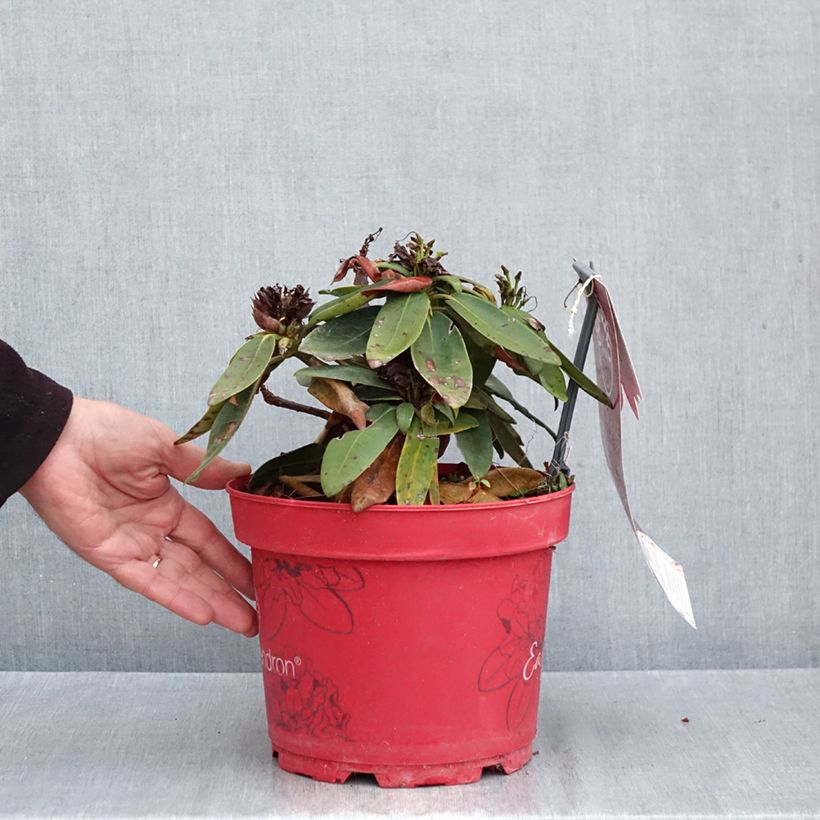 Spécimen de Rhododendron yakushimanum Easydendron INKARHO Bohlken's Roter Stern  Pot de 4L/5L tel que livré en automne