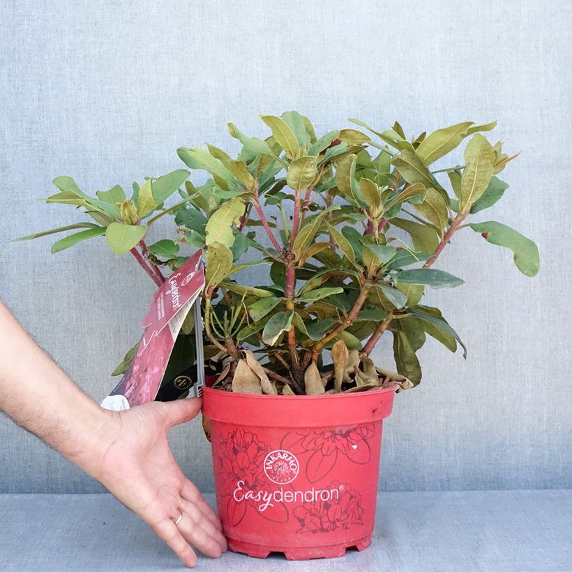 Spécimen de Rhododendron yakushimanum Easydendron INKARHO Bohlken's Roter Stern  Pot de 4L/5L tel que livré en été