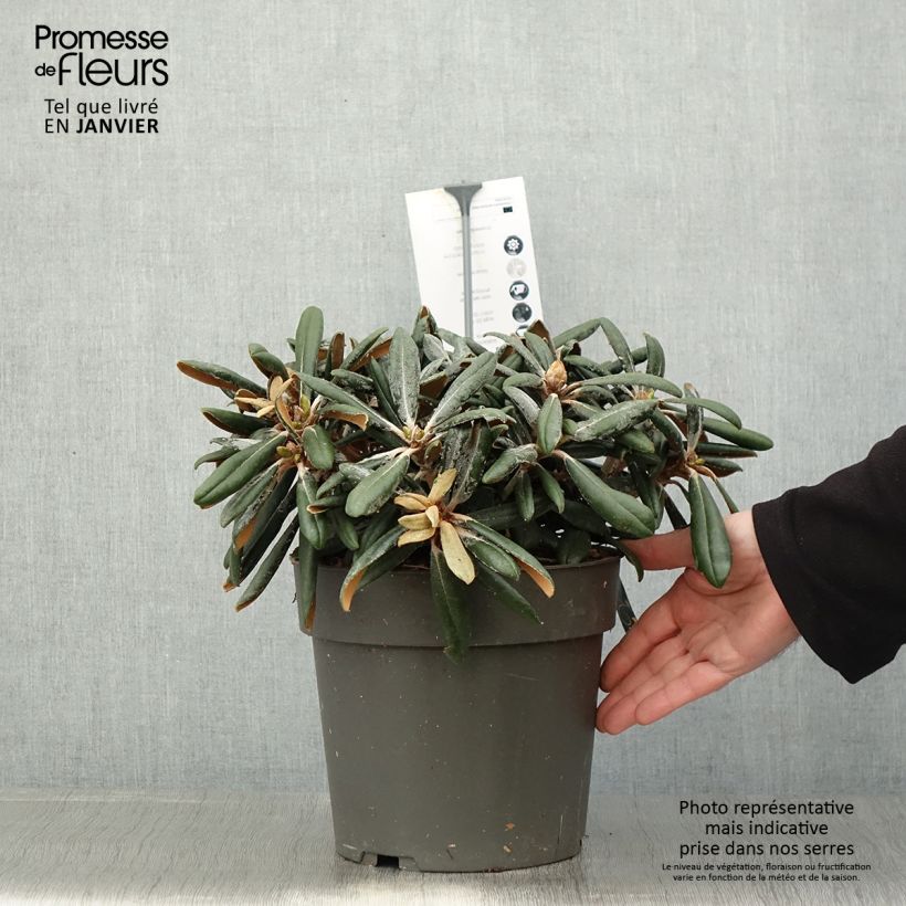 Spécimen de Rhododendron yakushimanum Koichiro Wada - Rhododendron nain Pot de 4L/5L tel que livré en hiver