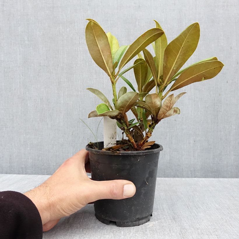 Spécimen de Rhododendron yakushimanum Morgenrot - Rhododendron nain Pot de 12 cm / 13 cm tel que livré en automne