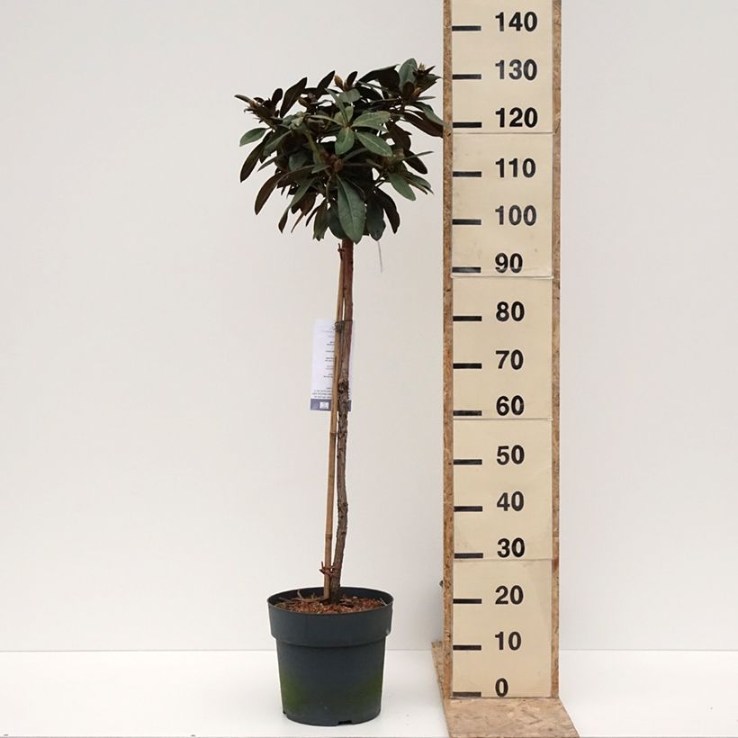 Spécimen de Rhododendron yakushimanum Morgenrot - Rhododendron nain Pot de 7,5L/10L, Tige de 80 cm tel que livré en hiver