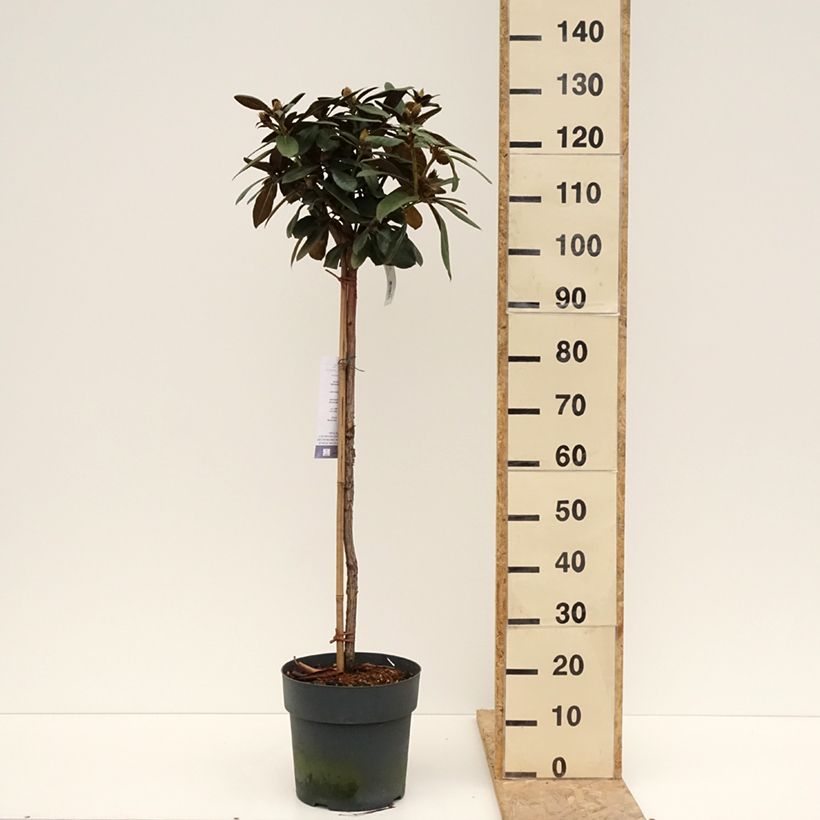 Spécimen de Rhododendron yakushimanum Morgenrot - Rhododendron nain Pot de 7,5L/10L, Tige, Tige de 80 cm tel que livré au printemps
