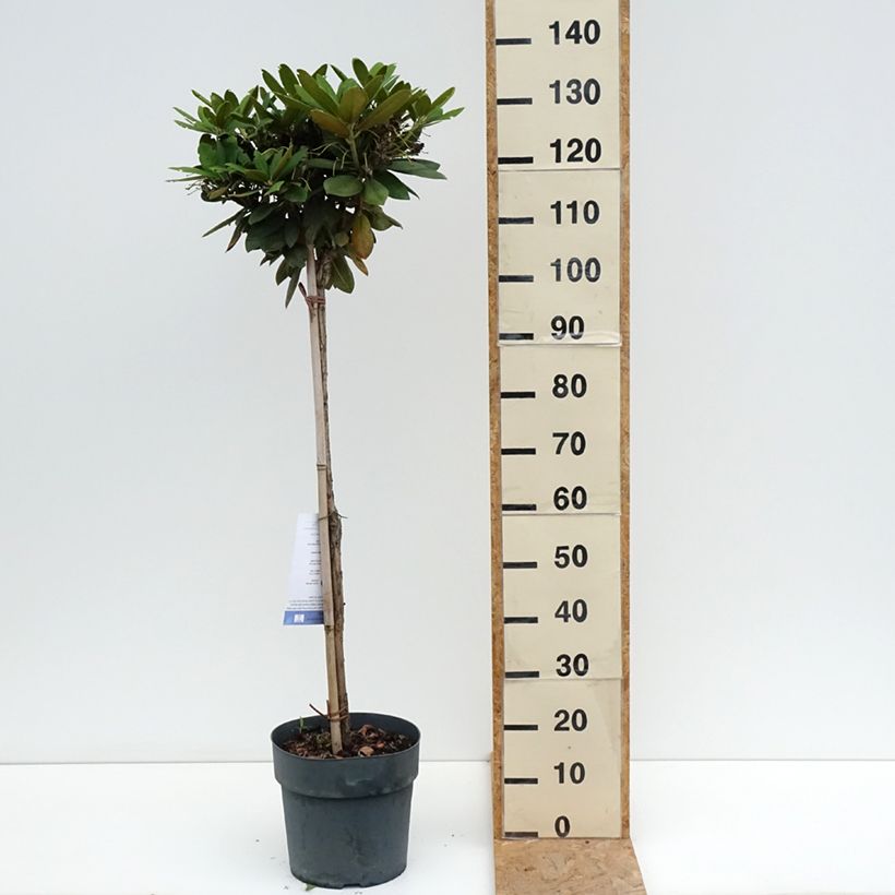 Spécimen de Rhododendron yakushimanum Polaris - Rhododendron nain Pot de 7,5L/10L, Tige de 80 cm tel que livré en été