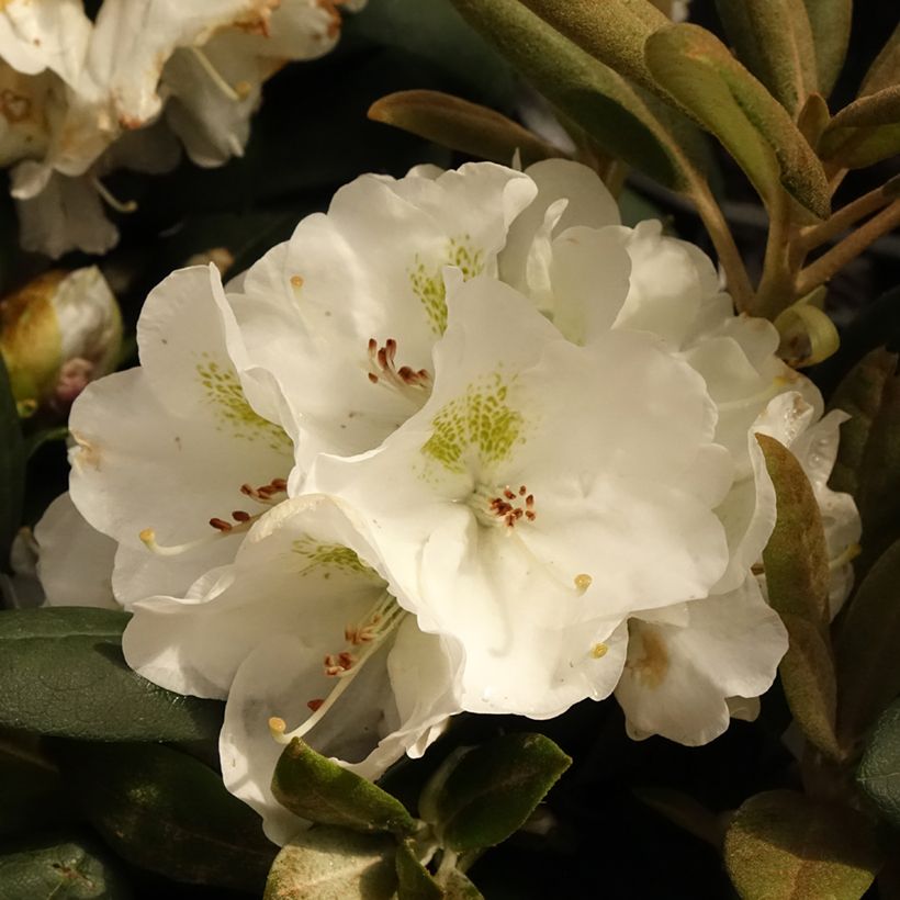 Rhododendron yakushimanum Porzellan - Rhododendron nain (Floraison)
