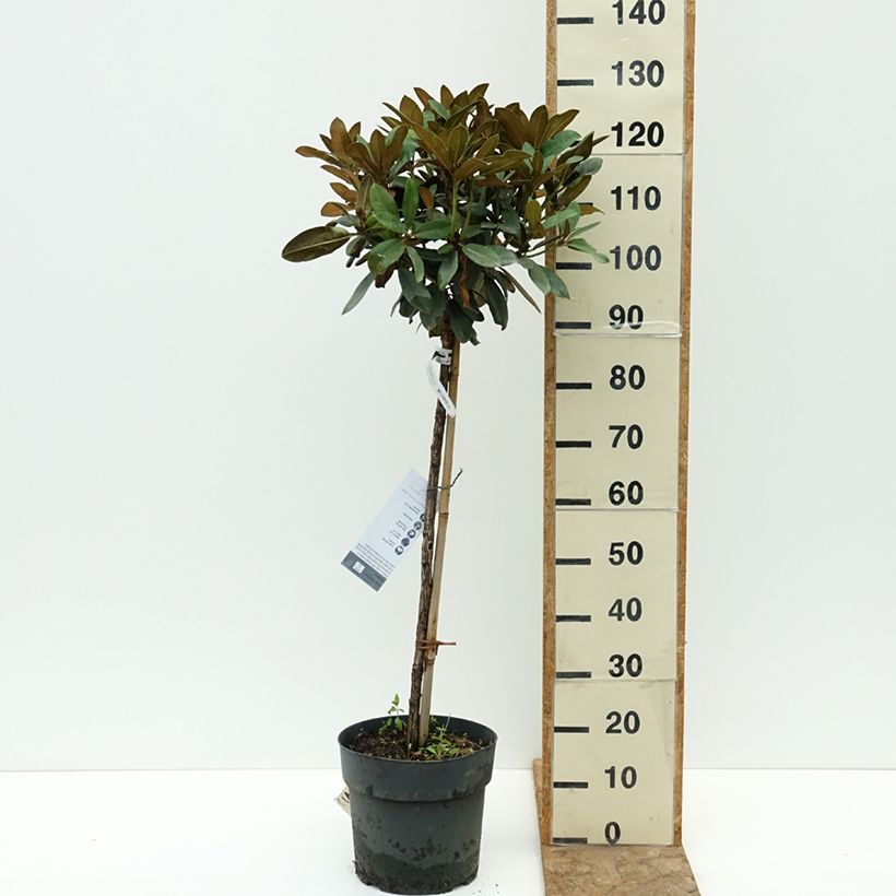 Spécimen de Rhododendron yakushimanum Tina Heinje - Rhododendron nain Pot de 7,5L/10L, Tige, Tige de 80 cm tel que livré en été