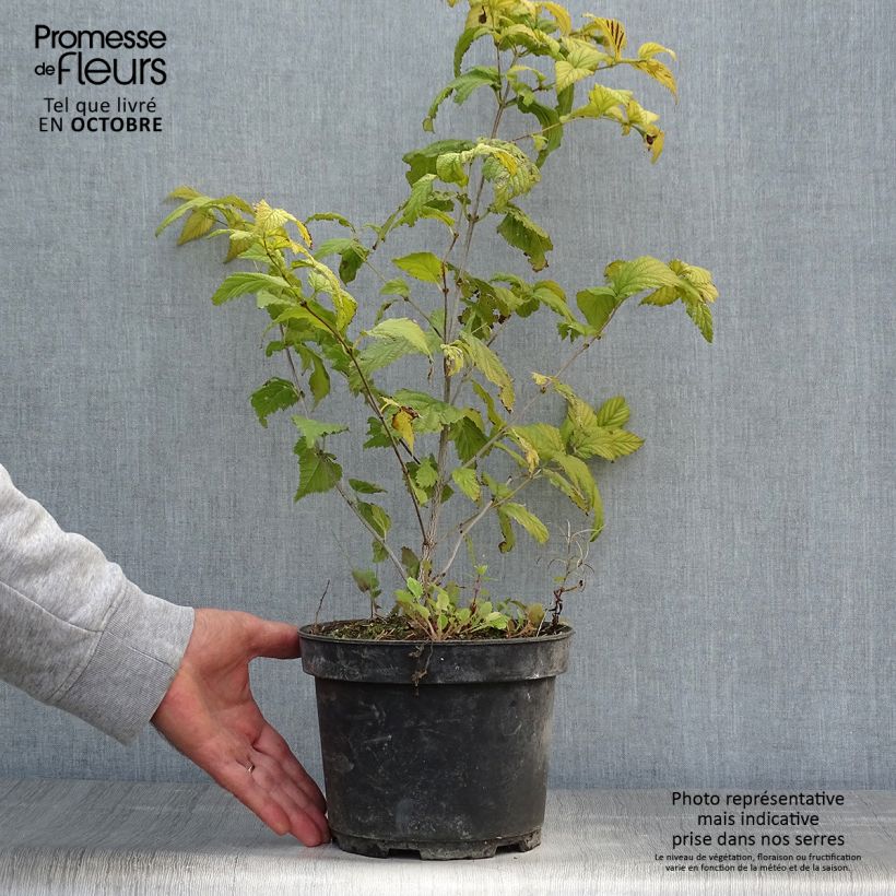 Spécimen de Rhodotypos scandens - Faux corète Pot de 3L/4L tel que livré en automne