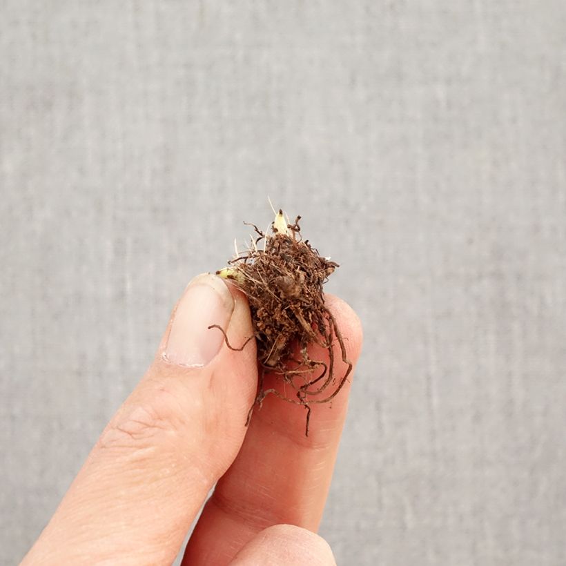 Spécimen de Rhodoxis Abigail Bulbe calibre I tel que livré au printemps