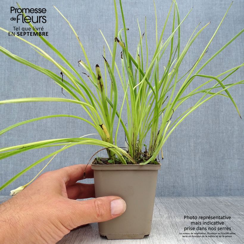 Spécimen de Rhodoxis Summer Stars Peppermint Godet de 8/9 cm tel que livré en automne