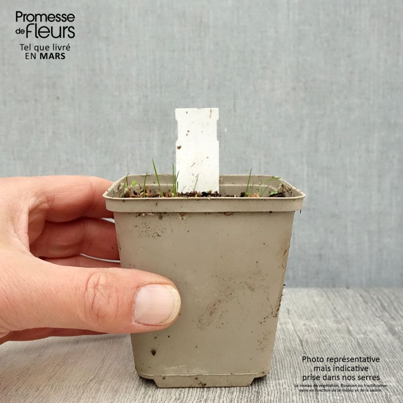 Spécimen de Rhodoxis Summer Stars Peppermint Godet de 8/9 cm tel que livré au printemps