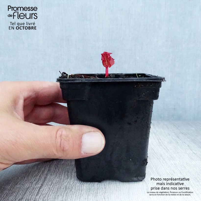 Spécimen de Rhubarbe à côte BIO - Rhubarbe des Jardins Godet de 8/9 cm tel que livré en automne
