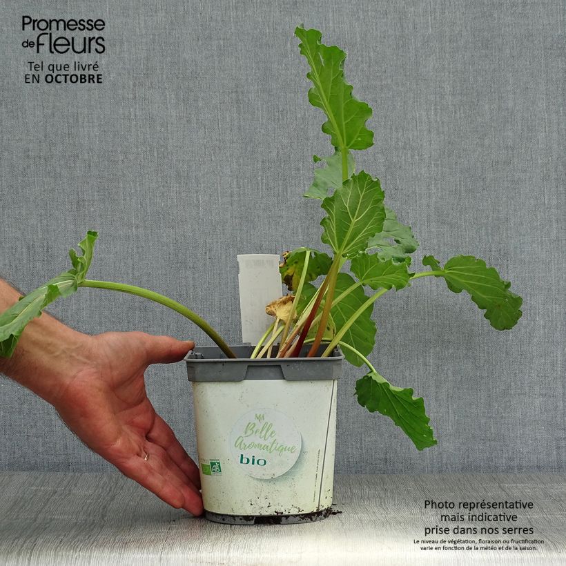 Spécimen de Rhubarbe à côte BIO - Rhubarbe des Jardins Pot de 1L/1,5L tel que livré en automne