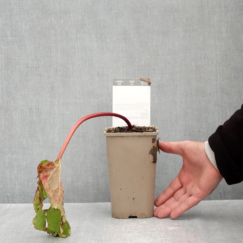 Spécimen de Rhubarbe Canada Red Pot de 1L/1,5L tel que livré en automne