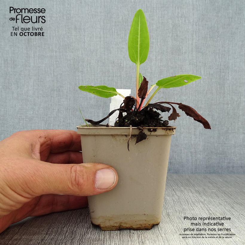 Spécimen de Rhubarbe décorative - Rheum alexandrae Godet de 8/9 cm tel que livré en automne